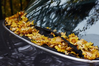 Sonbaharda dökülen yapraklar