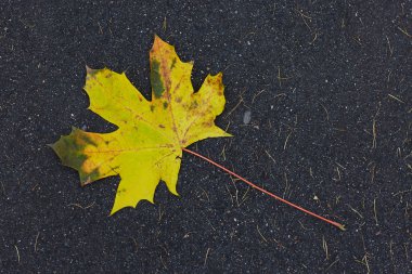 Sonbaharda dökülen yapraklar