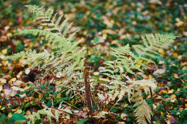 Falling leaves in autumn — Stock Photo, Image