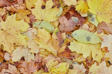 Sonbaharda dökülen yapraklar