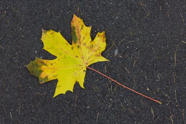 Sonbaharda dökülen yapraklar