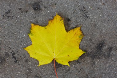 Sonbaharda dökülen yapraklar