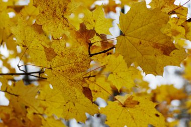 Sonbaharda dökülen yapraklar