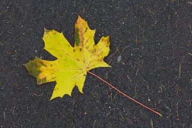 Sonbaharda dökülen yapraklar