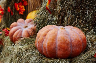 Cadılar Bayramı için kabak