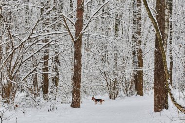 Rusya kar kış ağacında