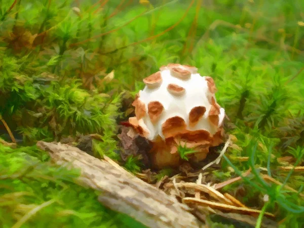 Liten svamp i skogen moss — Stockfoto