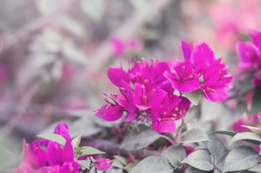 Arka bahçede yakalanan güzel pembe çiçekli. Begonvil çiçeği çiçeği.