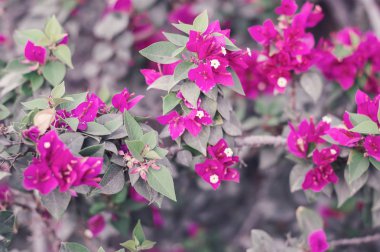 Begonvil Glabra çiçekler ile arka plan. Begonvil çiçeği ağacında. Pembe çiçekli renkli arka plan. Park ve bahçeler bahar süre boyunca