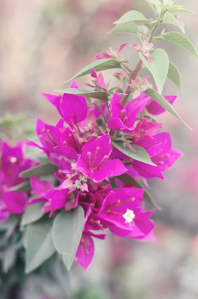 Gren Blomman Bougainvillea Glabra Paperflower Fångas Parken Vackra Rosa Blommor — Stockfoto