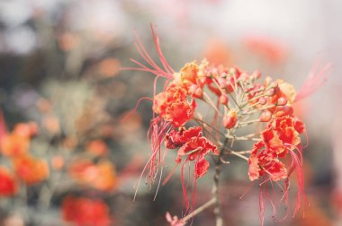 Caesalpinia çiçek ile arka plan. Kırmızı çiçek tropikal çiçek parkta ele geçirdi. Bahçe kavramı