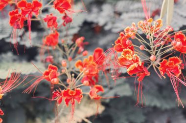 Caesalpinia çiçek. Tropikal ve egzotik bitki ile arka plan. Çiçek açan poinciana çiçek ve yeşil yaprakları  