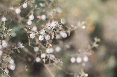 Larrea tridentata plant. Background with creosote bush. Desert plant clipart
