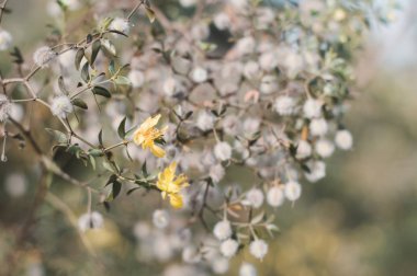 Blooming Larrea tridentata plant. Small yellow flowers of creosote bush clipart