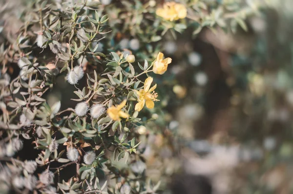 Gür tridentata olarak da bilinen kreozot bush sarı çiçekler. Arka plan ile çöl çalı egzotik sarı çiçekler
