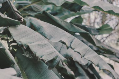 Muz palmiye ağacı. Muz yaprakları. Büyük tropikal yaprak. Yağmur ormanları bitki. Orman ağaçları. Arka plan yeşil muz yaprakları ile