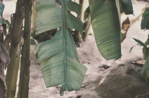 Horizontal photo of banana leaf. Banana palm tree. Exotic plant. Green leaves of a tropical plant