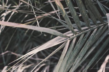 Arka plan ile yeşil palmiye ağacı yaprak. Egzotik bitki. Yağmur ormanlarında doğa