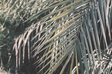 Palmiye ağacı yaprakları. Arka plan ile soluk egzotik bitki yaprak güneşli bir günde