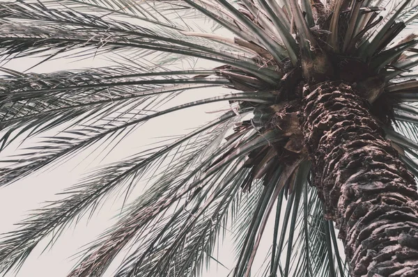 Fundo Horizontal Com Palmeira Tropical Folhas Uma Palmeira Alta Céu — Fotografia de Stock