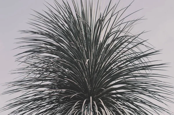 Topo Uma Palmeira Exótica Folhas Palmeira Planta Tropical Céu Desbotado — Fotografia de Stock