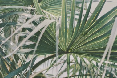 Büyük yeşil palmiye ağacı yaprak ile arka plan. Ecotic anf tropikal bitki
