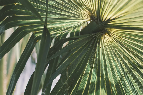 Fundo Com Uma Folha Palmeira Verde Padrão Tropical Plantas Exóticas — Fotografia de Stock