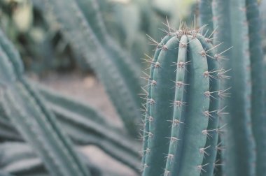 Büyük kaktüsyatay fotoğraf. Dikenli sulu bitki. Carnegiea gigantea. Saguaro kaktüs