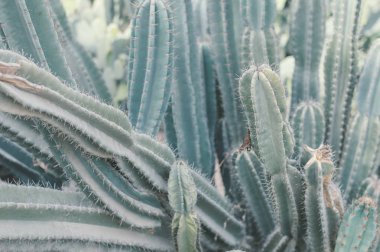 Saguaro kaktüs çöl bölgesinde büyüyor. Carnegiea gigantea bitki