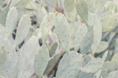 Opuntia humifusa kaktüs alanı. Doğu dikenli armut çöl bitki