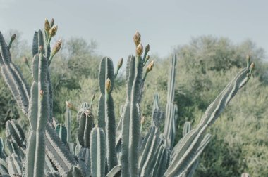 Saguaro kaktüsü çiçek tomurcukları ile. Carnegiea kızgözü çöl bitki