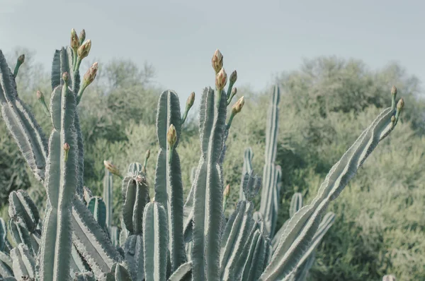Cactus Saguaro Con Capullos Flores Carnegiea Gigantea Planta Del Desierto — Foto de Stock