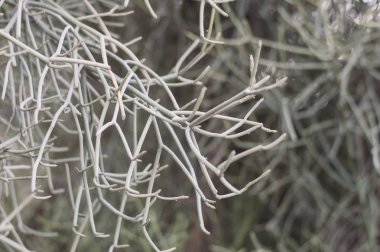 Euphorbia tirucall sulu bitki. Çöl bitki örtüsü. Kalem ağacı. Kalem kaktüs 