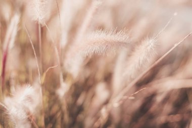 Mor Afrika Çeşme Çimeni ile arka plan. Yaz arkaplanı