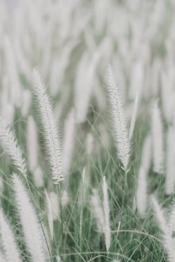 Pennisetum setaceum veya Afrika Çeşme Çimeni ile dikey arkaplan