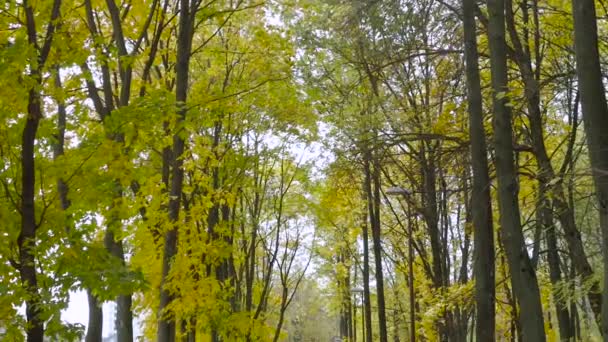 Fille marche dans le parc d'automne — Video