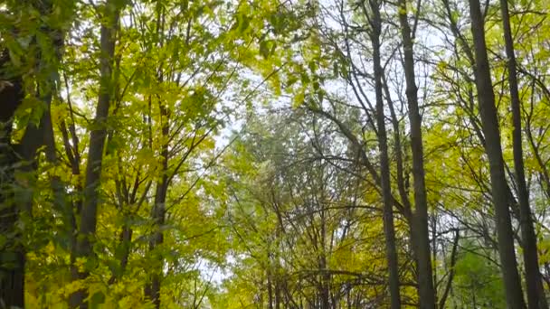 Ein Pferd läuft durch den Park — Stockvideo