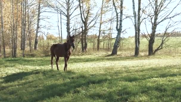 Le cheval marche sur le champ vert 