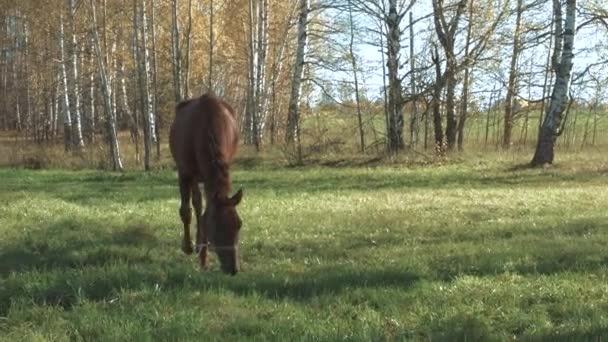 Das Pferd geht auf der grünen Wiese — Stockvideo