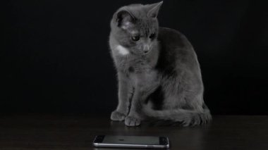 Gri kedi siyah bir arka plan üzerinde çalış