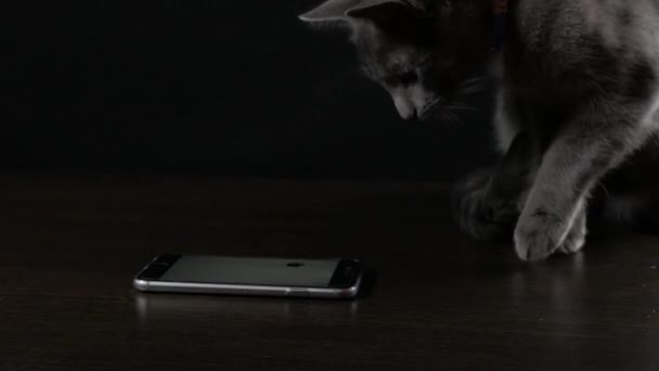 Gray cat plays on a black background — Stock video