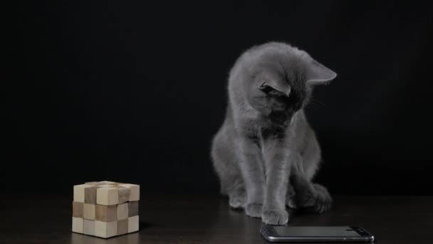 Gray cat plays on a black background — Αρχείο Βίντεο