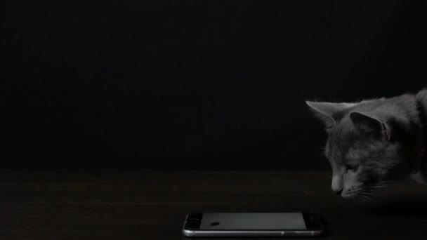 Grijze kat speelt op een zwarte achtergrond — Stockvideo