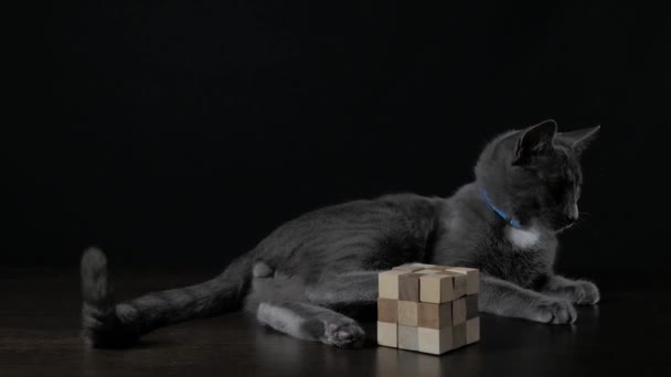 Сірий кіт грає на чорному тлі — стокове відео