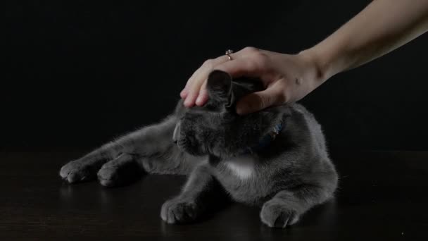 Graue Katze spielt auf schwarzem Hintergrund — Stockvideo