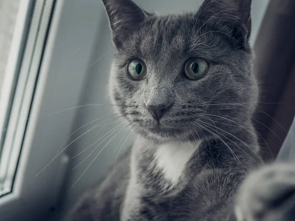 Die Katze sitzt auf der Fensterbank — Stockfoto