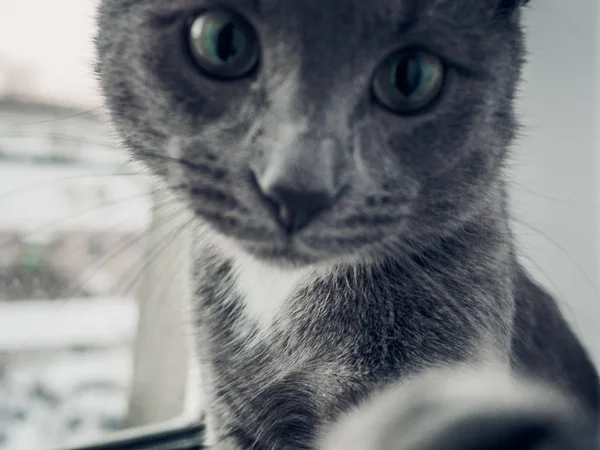 Die Katze sitzt auf der Fensterbank — Stockfoto