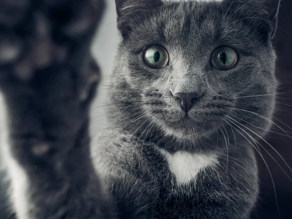 Le chat est assis sur le rebord de la fenêtre — Photo