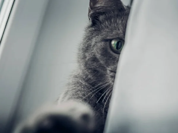 O gato senta-se no parapeito da janela — Fotografia de Stock