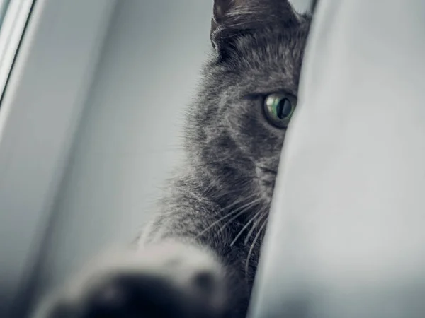 El gato se sienta en el alféizar — Foto de Stock